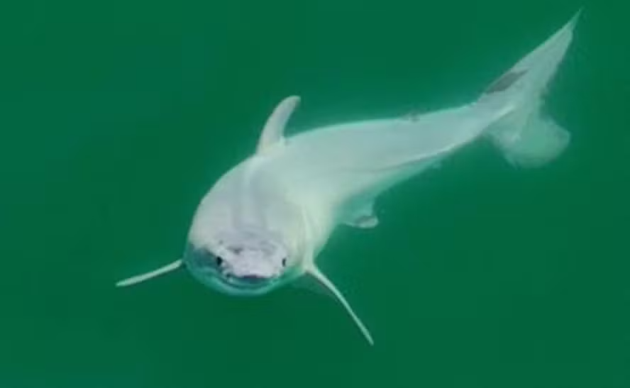 Raridade: filhote de tubarão-branco pode ter sido visto no mar da Califórnia